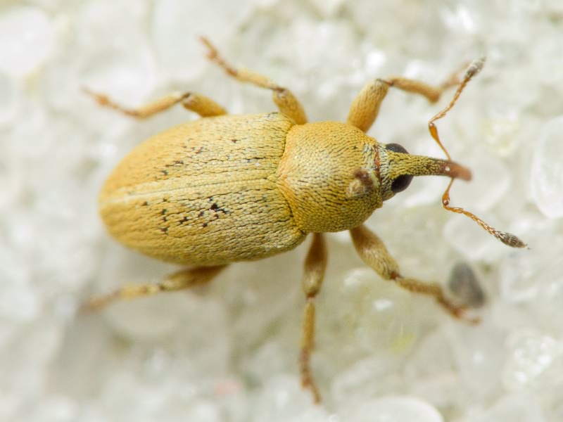 Tychius squamulatus Gyllenhal, 1836